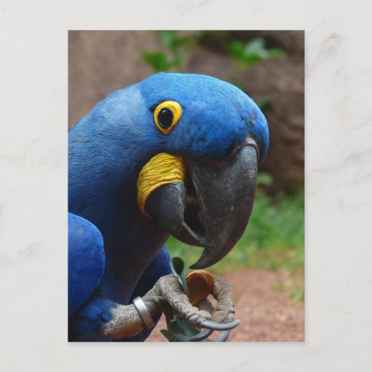 blauwe ara papegaai briefkaart (Voorkant)