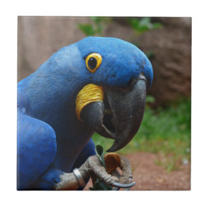 blauwe ara papegaai tegeltje