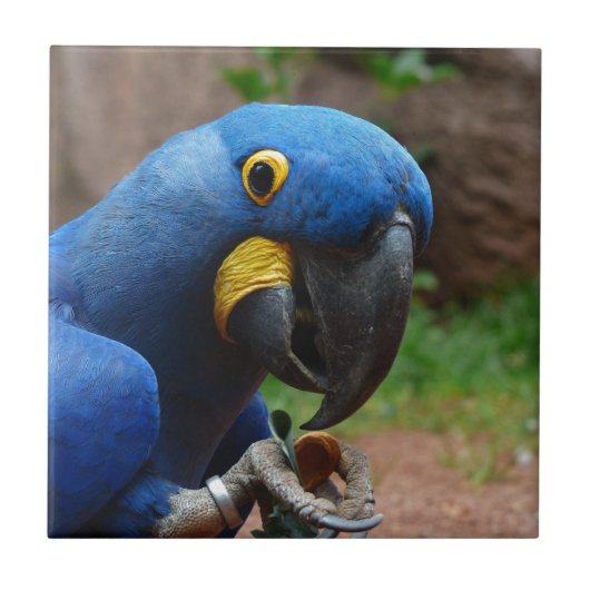 blauwe ara papegaai tegeltje (Voorkant)