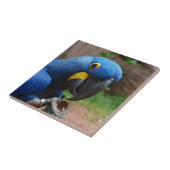 blauwe ara papegaai tegeltje (Zijkant)