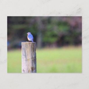 Blauwe berglijster briefkaart