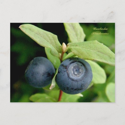 Blauwe bessen, eiland Unalaska Briefkaart (Voorkant)