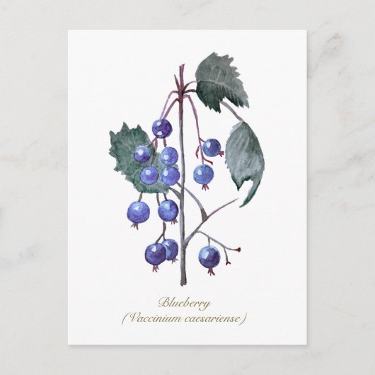 Blauwe bessen Fruit Hand getrokken Waterverf kunst Briefkaart (Voorkant)