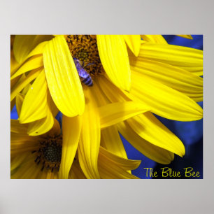 Blauwe bijen op geel zonnebloemig Poster