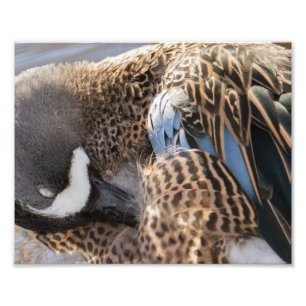 Blauwe Blauwgroen Duck-fotografie afdrukken Foto Afdruk