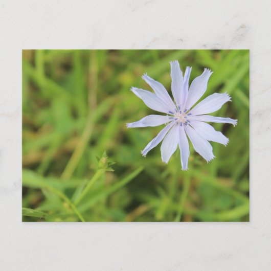 Blauwe bloem #3 briefkaart (Voorkant)