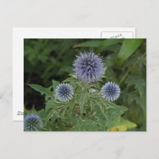 blauwe bloem briefkaart (Voorkant / Achterkant)