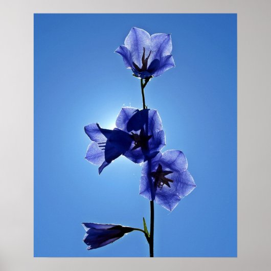 Blauwe bloem poster (Voorkant)