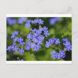 Blauwe Bloemen Bloesem Bestemming Vrede Liefde Par Briefkaart
