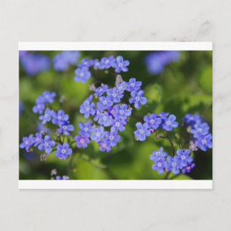 Blauwe Bloemen Bloesem Bestemming Vrede Liefde Par Briefkaart