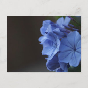 Blauwe bloemen briefkaart