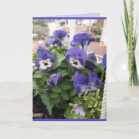 Blauwe Bloemen Fluwelen Viooltje Viola Foto Kunstk