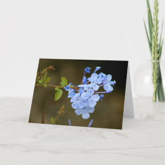 Blauwe Bloemen Kaart