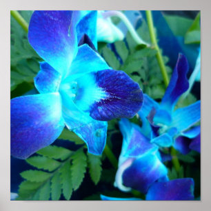 blauwe bloemen Natuur Poster
