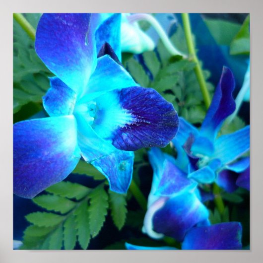blauwe bloemen Natuur Poster (Voorkant)