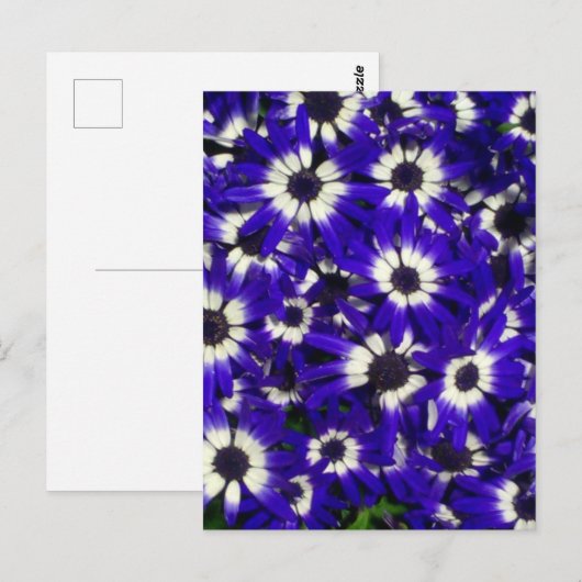 Blauwe bloemen plukken geen Briefkaart (Voorkant / Achterkant)