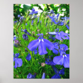 blauwe bloemen poster (Voorkant)