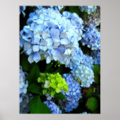 Blauwe bloemen poster (Voorkant)