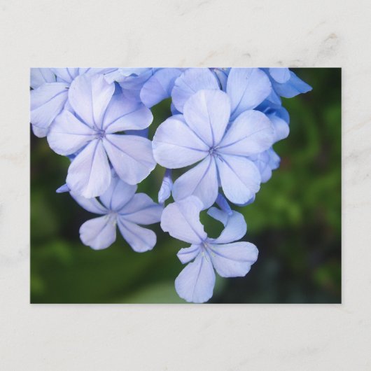 Blauwe Bloemige Bokeh Briefkaart (Voorkant)