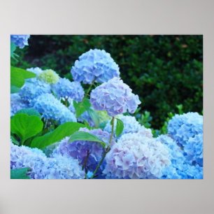 Blauwe bloemige kunstdrukken Hydrangea bloemen Poster