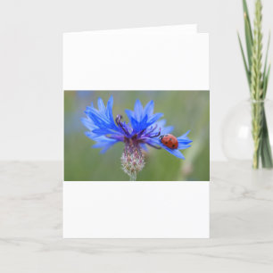 Blauwe Bloesem Lieveheersbeestje Vrede Liefde Lots Bedankkaart