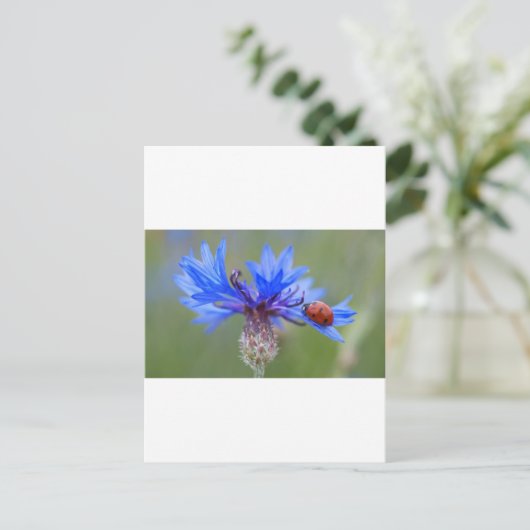 Blauwe Bloesems Lieveheersbeestje Vrede Liefde Des Briefkaart (Staand voorkant)