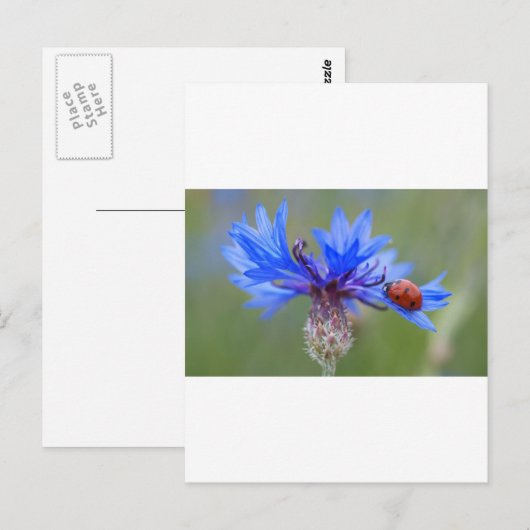 Blauwe Bloesems Lieveheersbeestje Vrede Liefde Des Briefkaart (Voorkant / Achterkant)