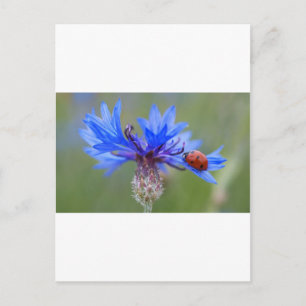 Blauwe Bloesems Lieveheersbeestje Vrede Liefde Des Briefkaart