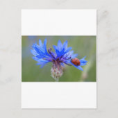 Blauwe Bloesems Lieveheersbeestje Vrede Liefde Des Briefkaart (Voorkant)