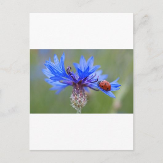 Blauwe Bloesems Lieveheersbeestje Vrede Liefde Des Briefkaart (Voorkant)