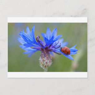 Blauwe Bloesems Lieveheersbeestje Vrede Liefde Lot Briefkaart