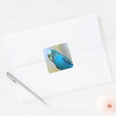 Blauwe boedgerigar-briefkaart vierkante sticker (Envelop)