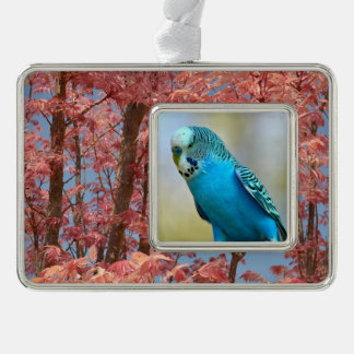 Blauwe boedgerigar perched briefkaart vierkant sti verzilverd omlijst ornament