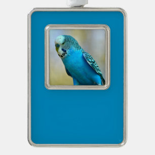 Blauwe boedgerigar perched briefkaart vierkant sti verzilverd omlijst ornament