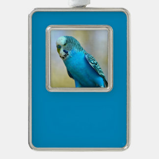 Blauwe boedgerigar perched briefkaart vierkant sti verzilverd omlijst ornament