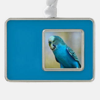 Blauwe boedgerigar perched briefkaart vierkant sti verzilverd omlijst ornament