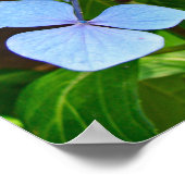 Blauwe Bolhydrangea - Poster (Hoek)