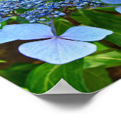 Blauwe Bolhydrangea - Poster (Hoek)