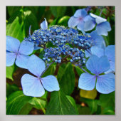 Blauwe Bolhydrangea - Poster (Voorkant)