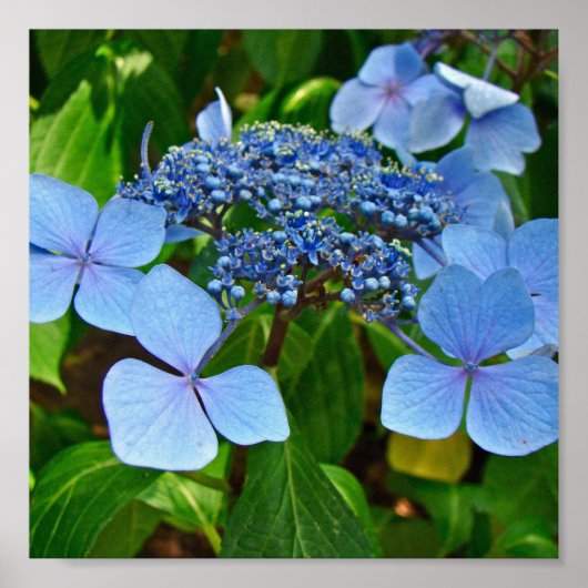 Blauwe Bolhydrangea - Poster (Voorkant)