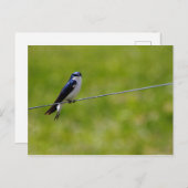 Blauwe bosvogel (Tachycineta bicolor) Briefkaart (Voorkant / Achterkant)