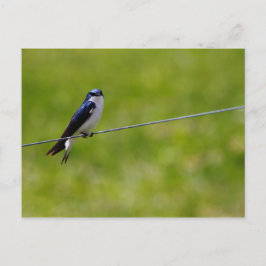 Blauwe bosvogel (Tachycineta bicolor) Briefkaart