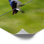 Blauwe bosvogel (Tachycineta bicolor) Poster (Hoek)