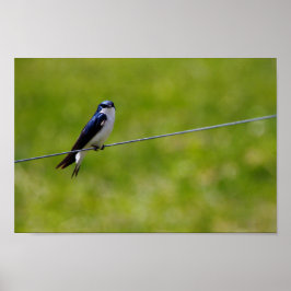 Blauwe bosvogel (Tachycineta bicolor) Poster