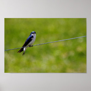 Blauwe bosvogel (Tachycineta bicolor) Poster