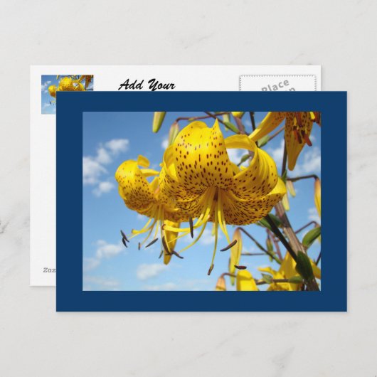 Blauwe briefkaarten Summer Yellow Tiger Lilies (Voorkant / Achterkant)