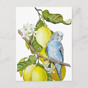 Blauwe Budgie in citroenboom waterverf botanische  Briefkaart
