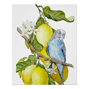 Blauwe Budgie in citroenboom waterverf botanische Perfect Poster