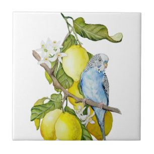 Blauwe Budgie in citroenboom waterverf botanische Tegeltje