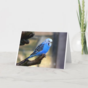 Blauwe Budgie Kaart